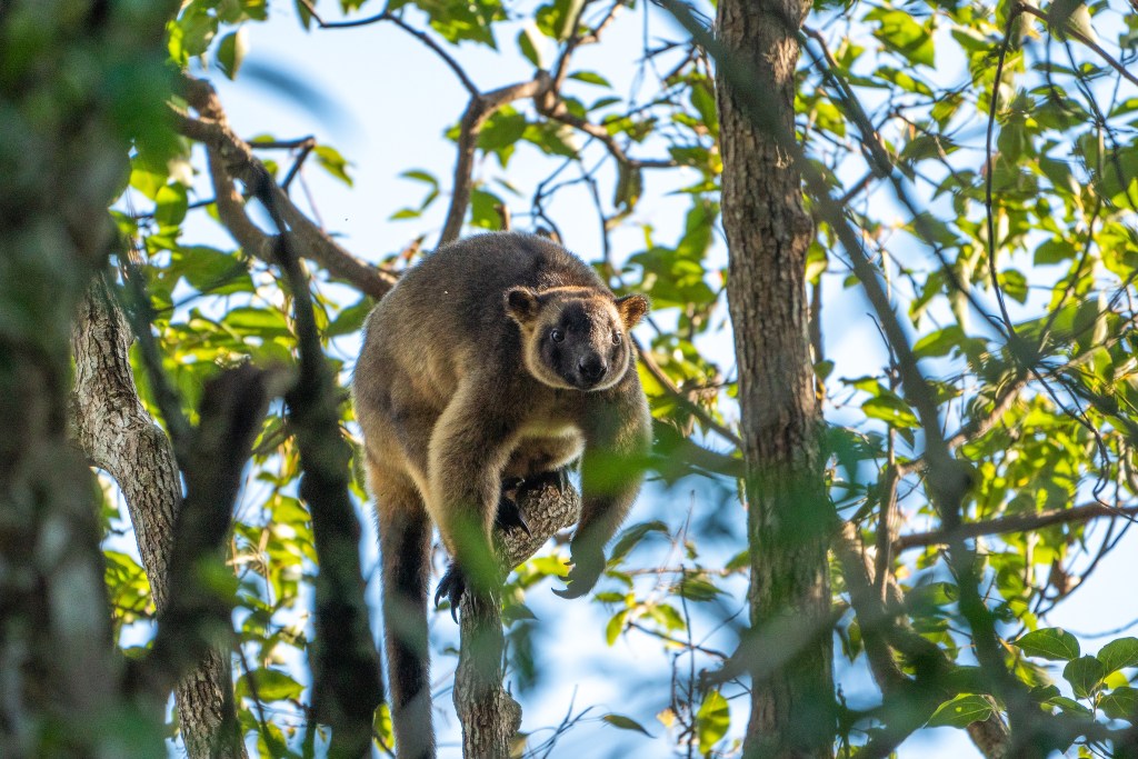 A kangaroo-like animal perched on a tree branch.