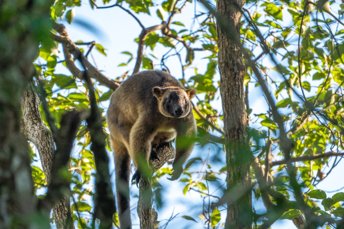 A kangaroo-like animal perched on a tree branch.