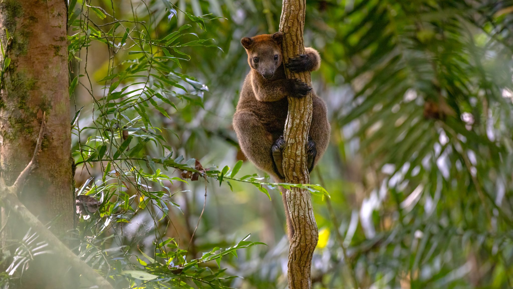 A tree-kangaroo holding on to a trunk and looking at the camera.