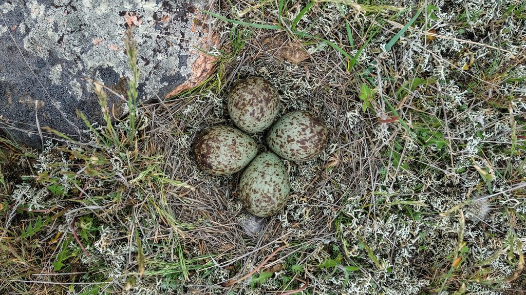 Fur speckled eggs on the ground.