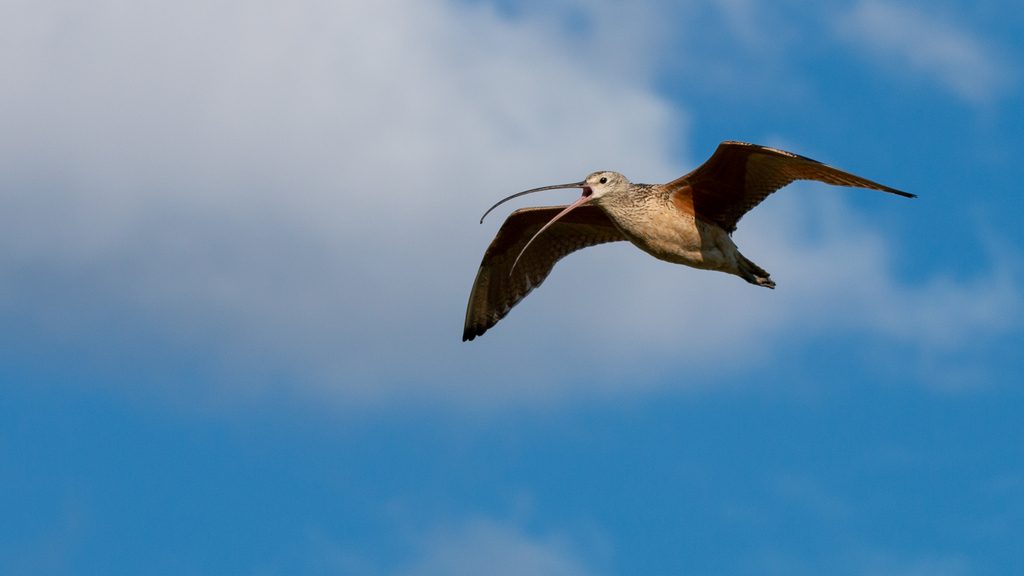A large shorebird with a long bill flying against the sky.