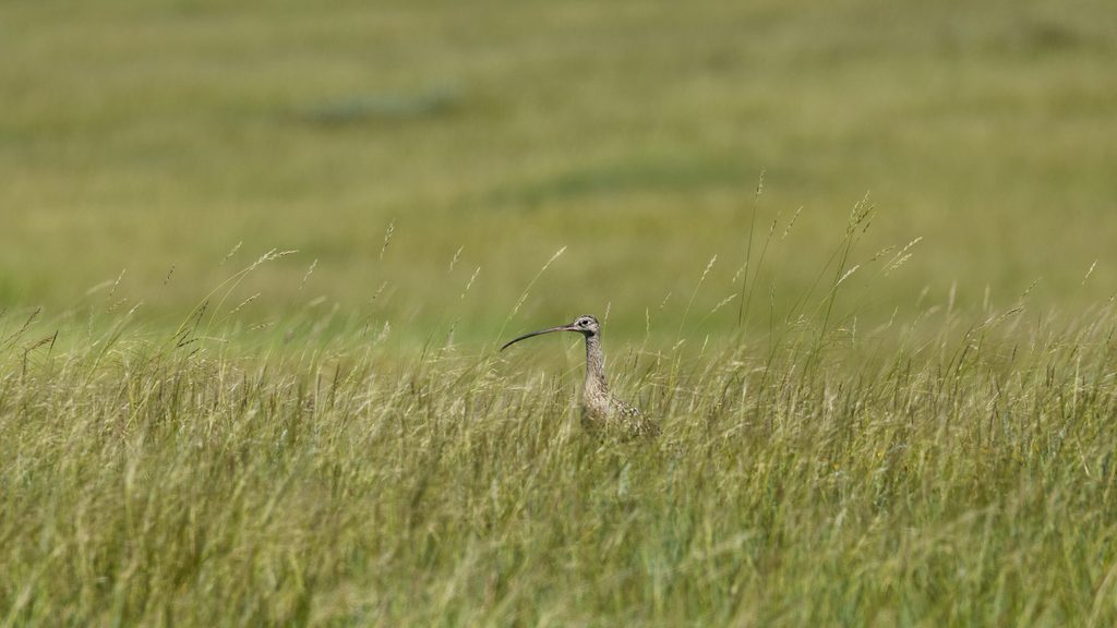 A long-billed shorebird in high grass.