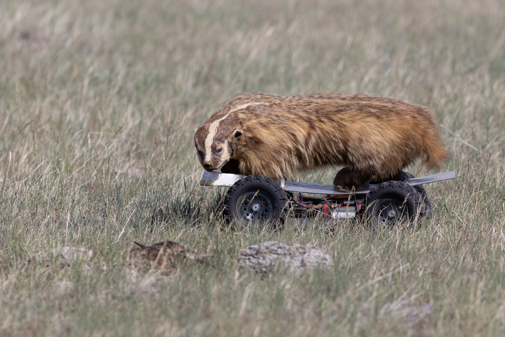 A taxidermied badger on a skateboard-like base rolls across the grassland. A small bird is hiding in the foreground.