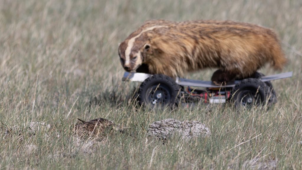 A taxidermied badger on a skateboard-like base rolls across the grassland. A small bird is hiding in the foreground.