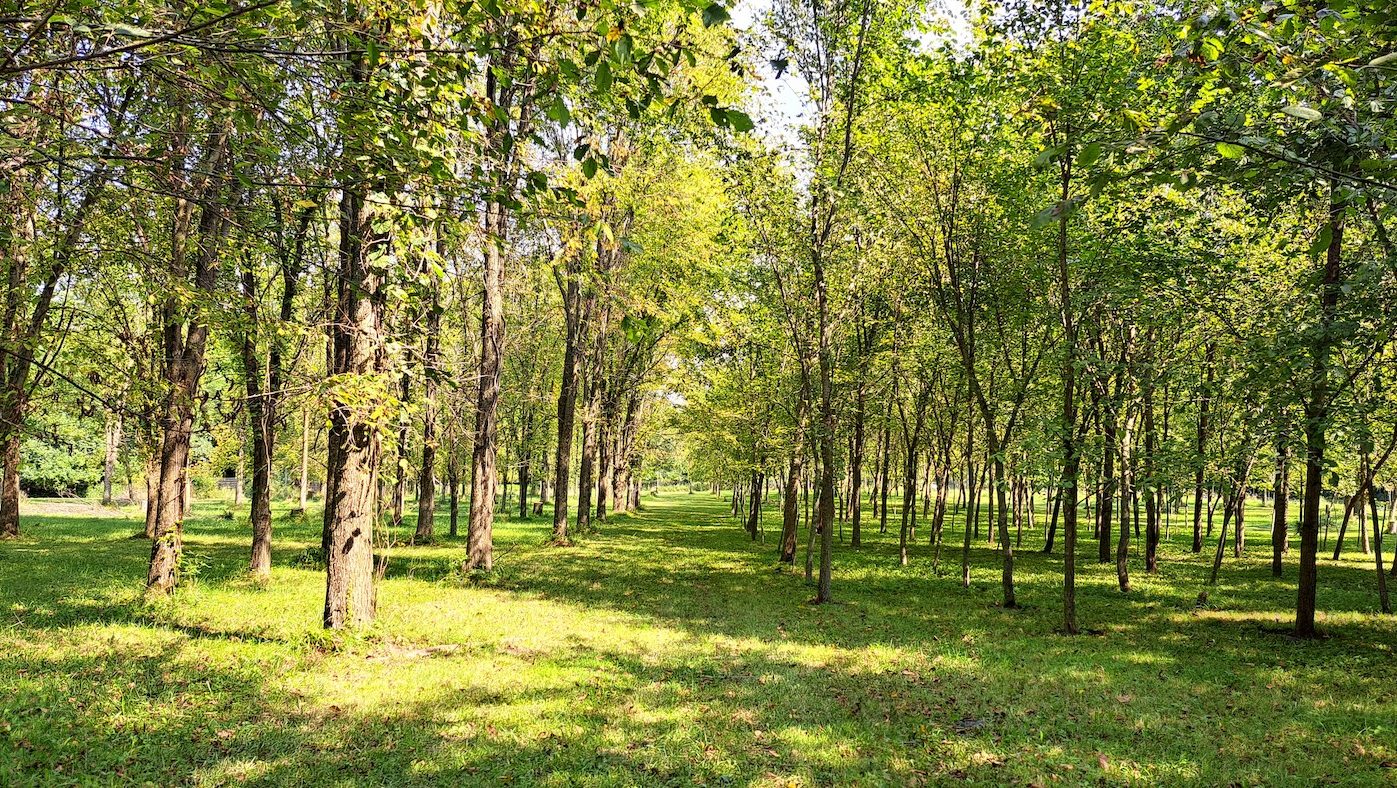 A row of tree saplings.