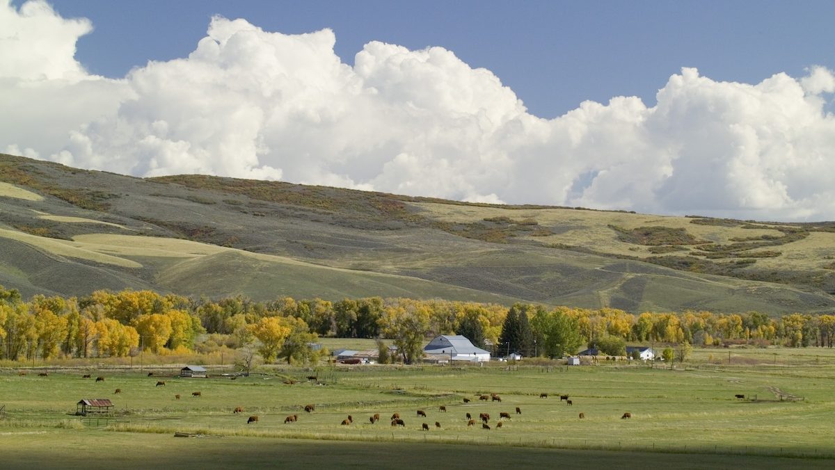 A view of the ranch, with cattle grazing in the foreground, a line of cottonwood trees, and low hills in the distance.