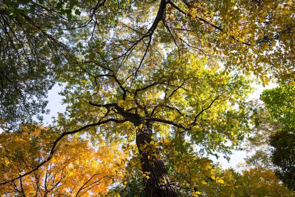 A view of a tree canopy looking up from the ground.