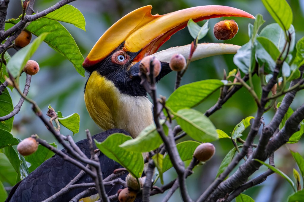 A hornbill with a large orange bill eating a small red fruit.