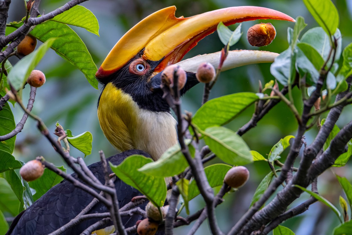A hornbill with a large orange bill eating a small red fruit.