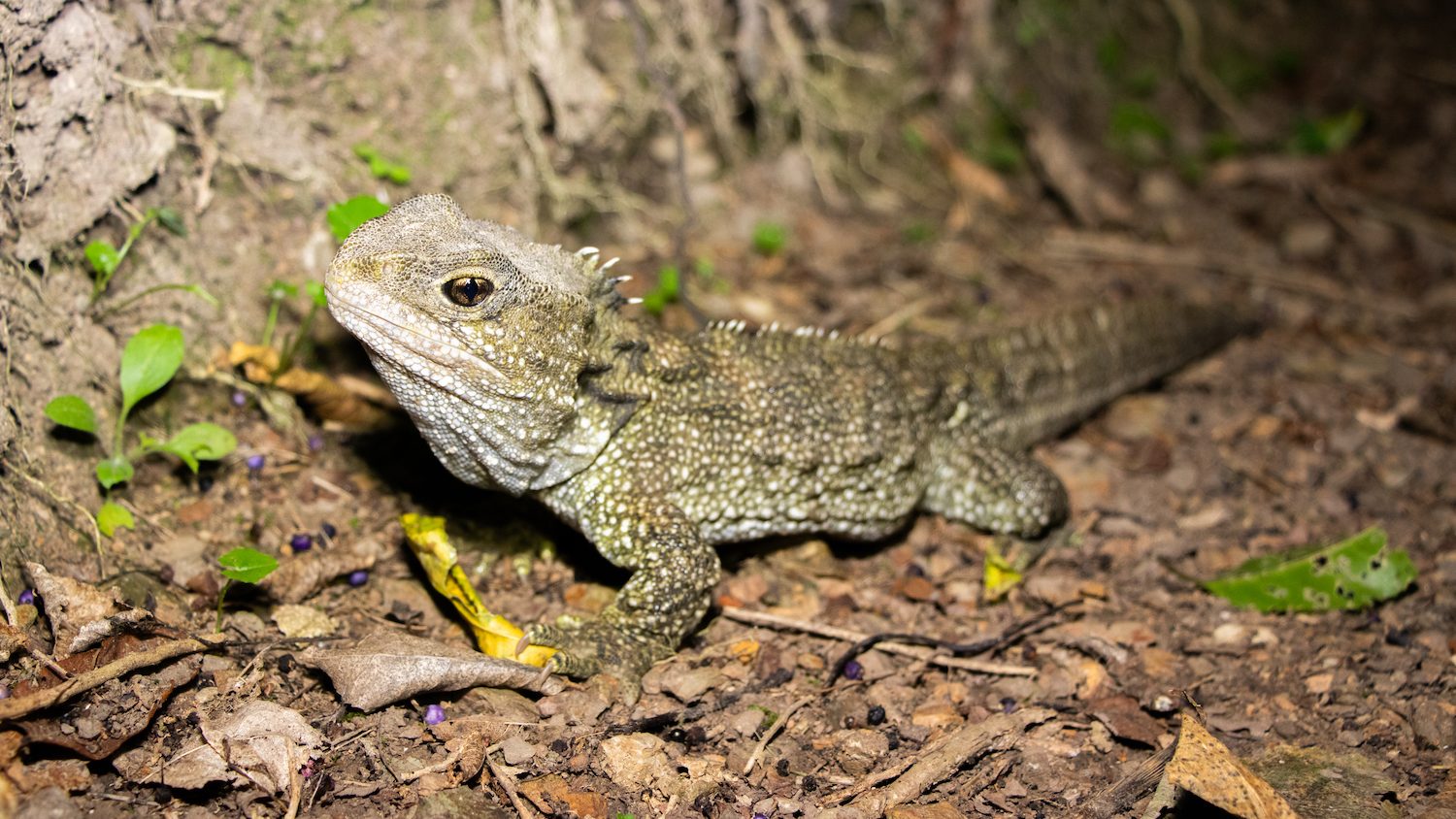 A close up of a tuatara, which looks similar to an iguana.