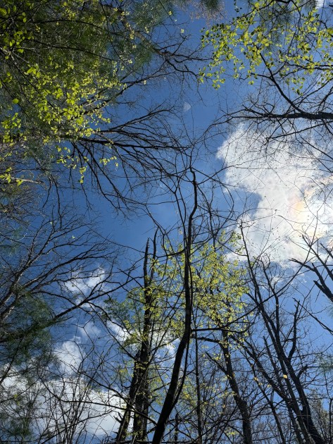 A view of a forest looking up from the ground to the tree-tops. 