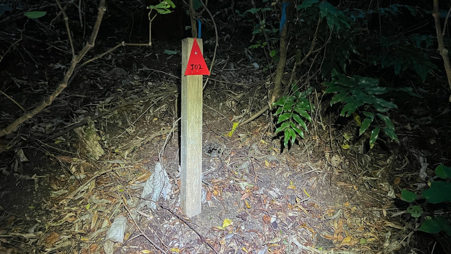 A wooden post in the ground, with a red triangle marker, near a tuatara burrow.