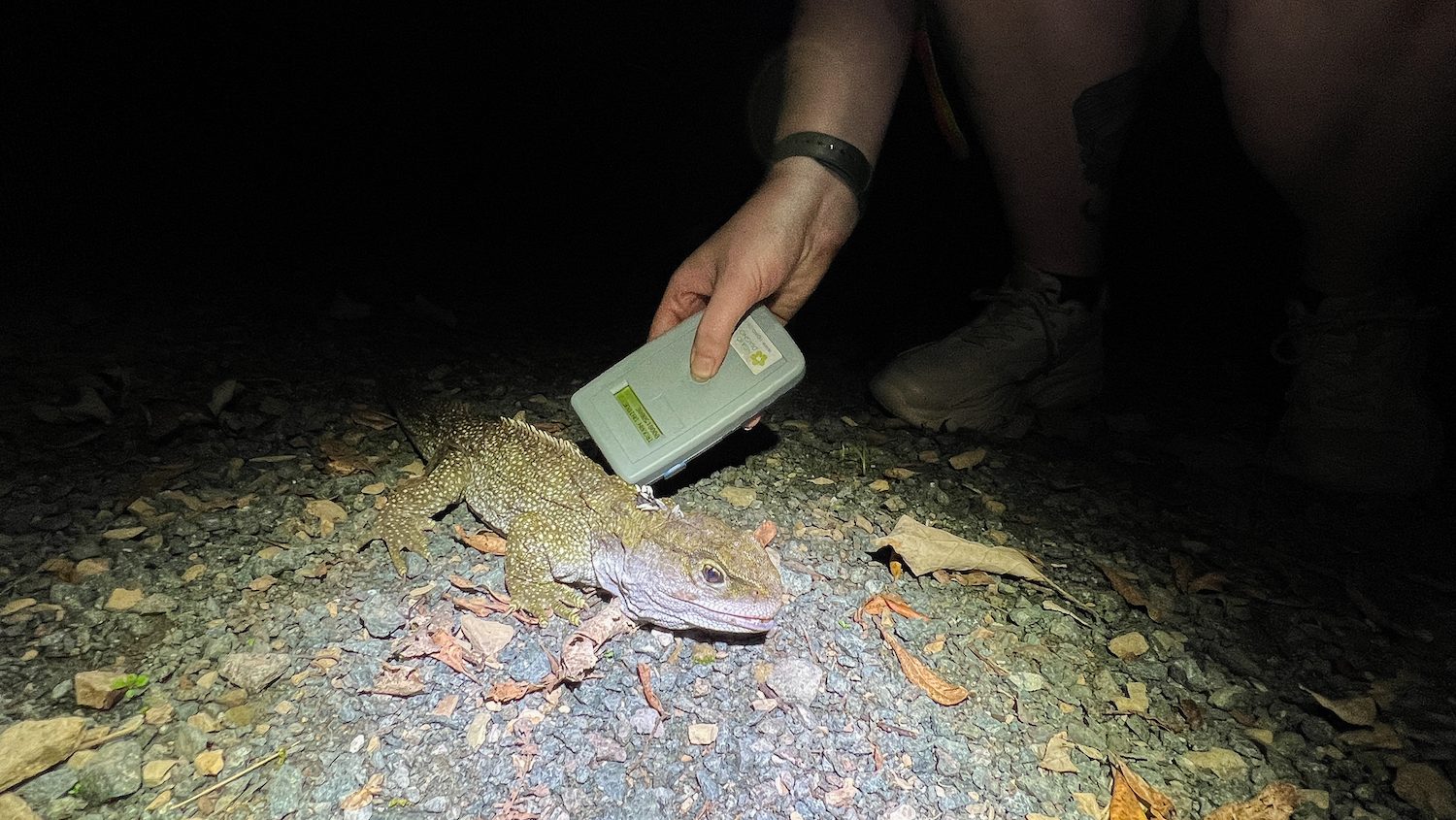 A close up of a microchip reader being held over the tuatara.