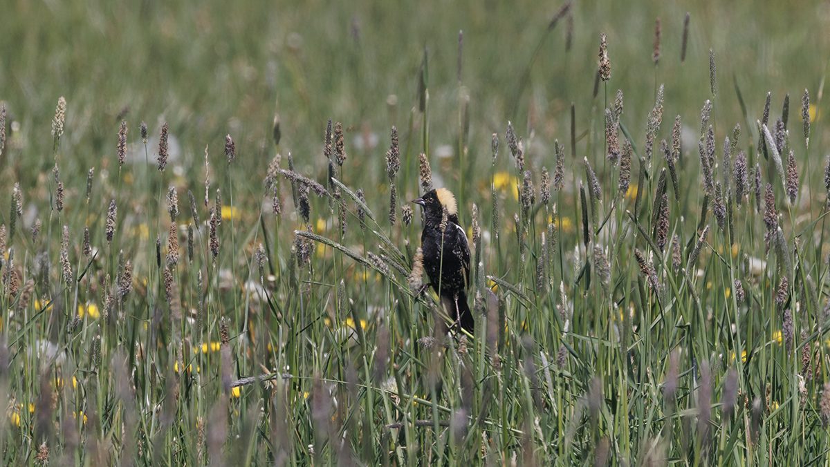 A black bird with a yellow hear perches just above a hay field.