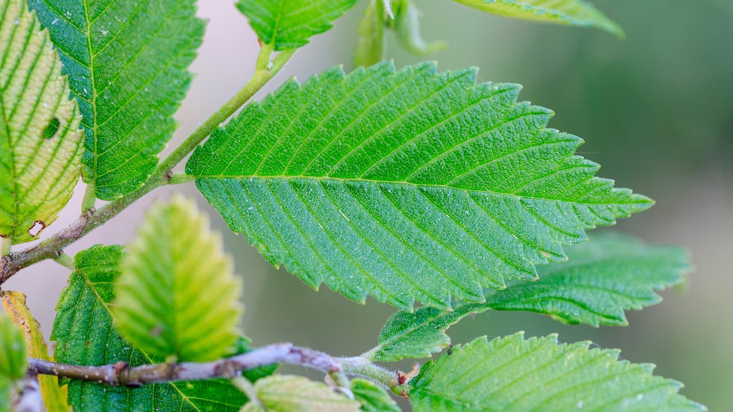 Close up of green tree leaves.
