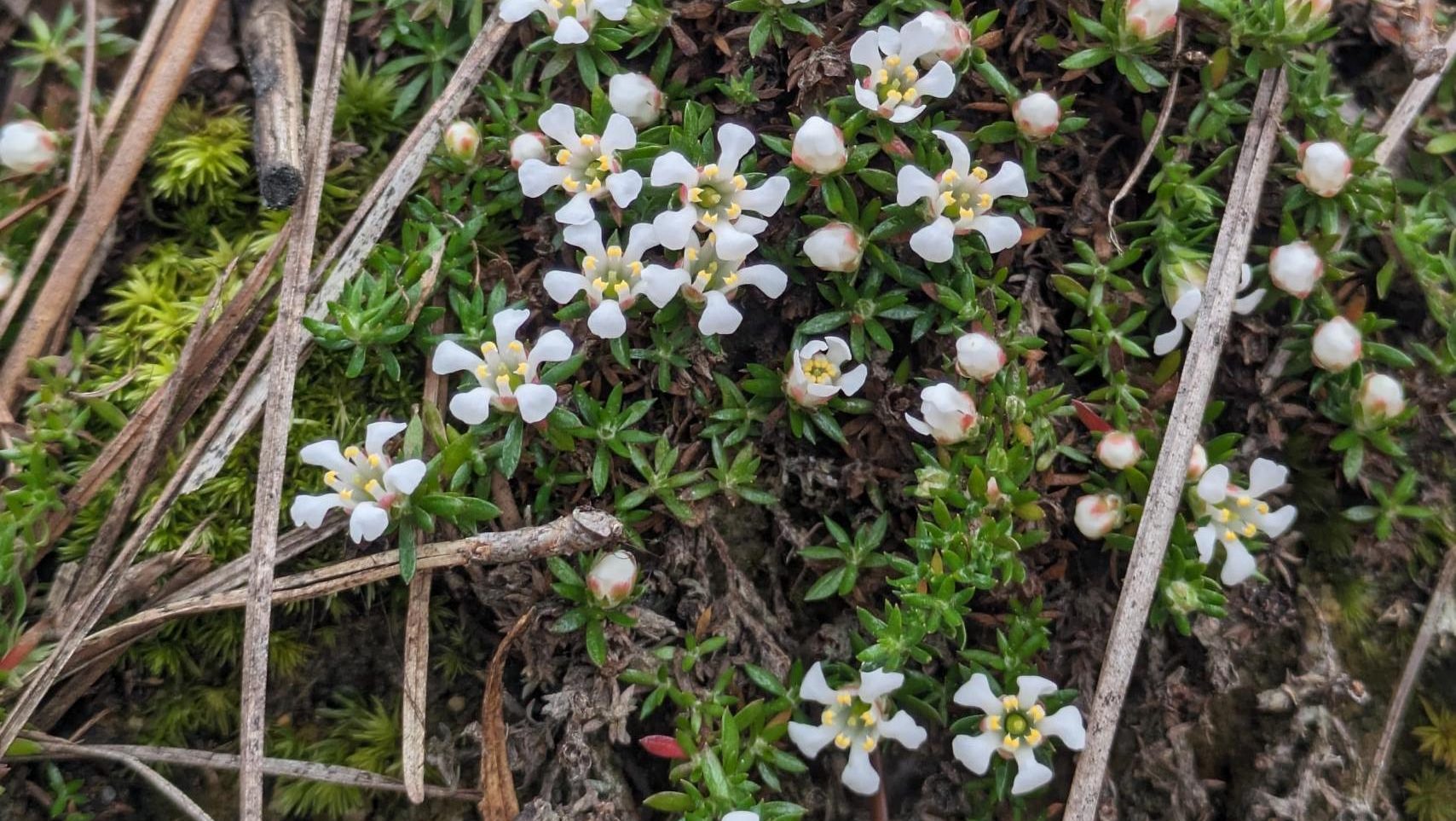 A small green plant growing close to the ground with clusters of white flowers.