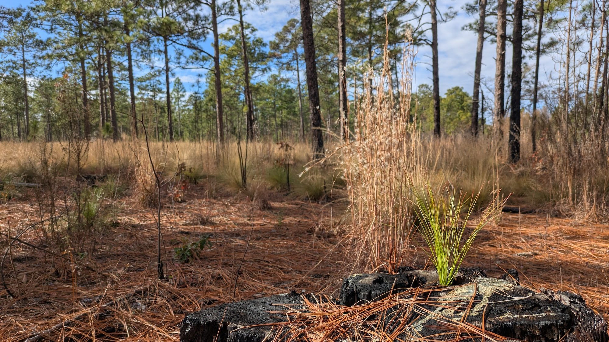 A small green seedling sprouting from a blackened tree stump.