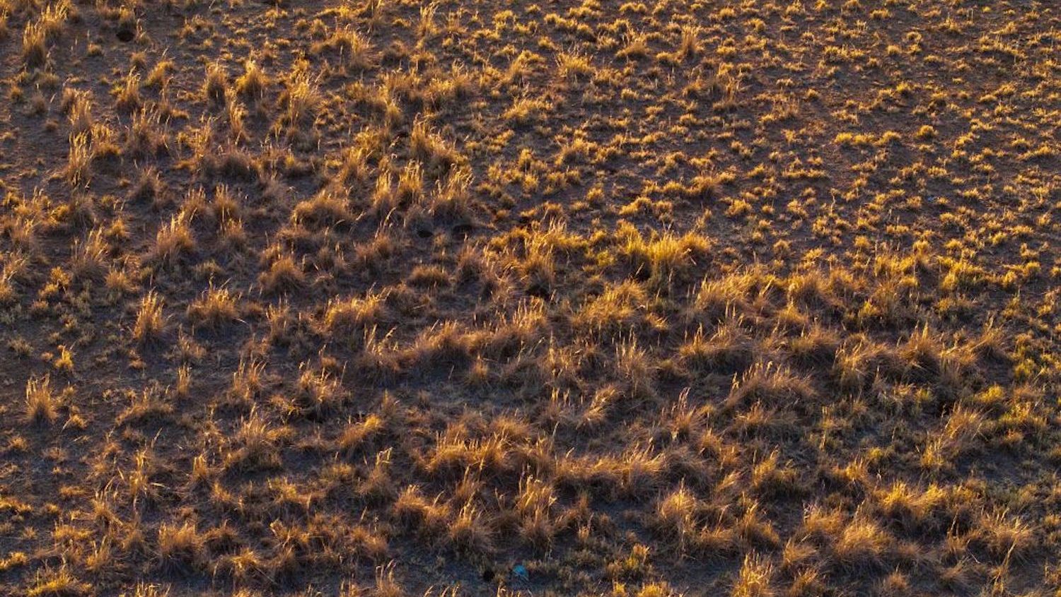 An aerial view of a tussock grassland in soft sunset light.