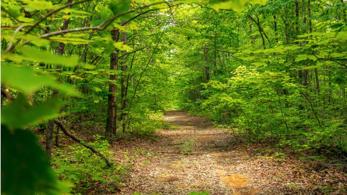 A dirt path through a forest filled with spring green foliage.