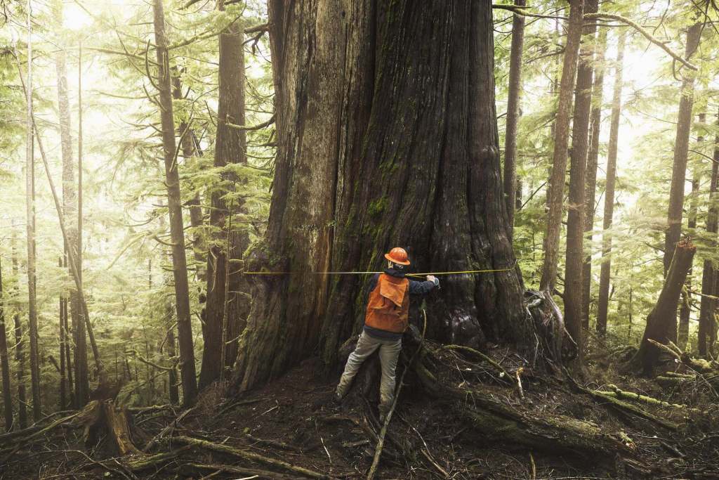 A man standing in front of a very large tree stretching a tape measure around it's trunk.