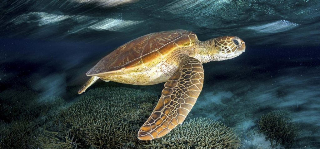 Sea turtle swimming underwater near a coral reef, with sunlight filtering through the ocean surface above.
