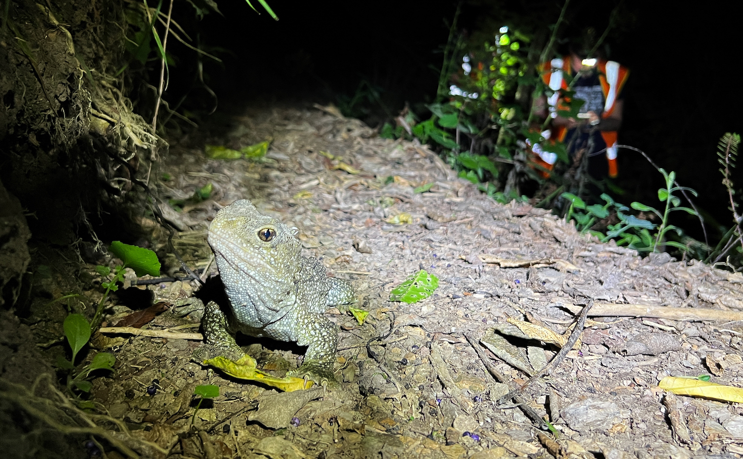 Meet the Tuatara: New Zealand's Bizarre Ancient Reptile - Cool Green Science, image size:1495x923