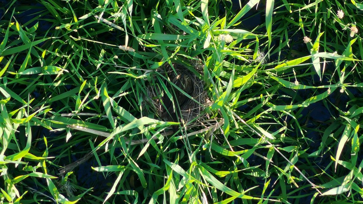 Dense grass with a small nest in the center. A female bird is sitting on eggs in the nest.