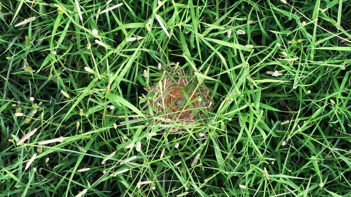 An aerial view of a bird nest, hidden in green. grass.
