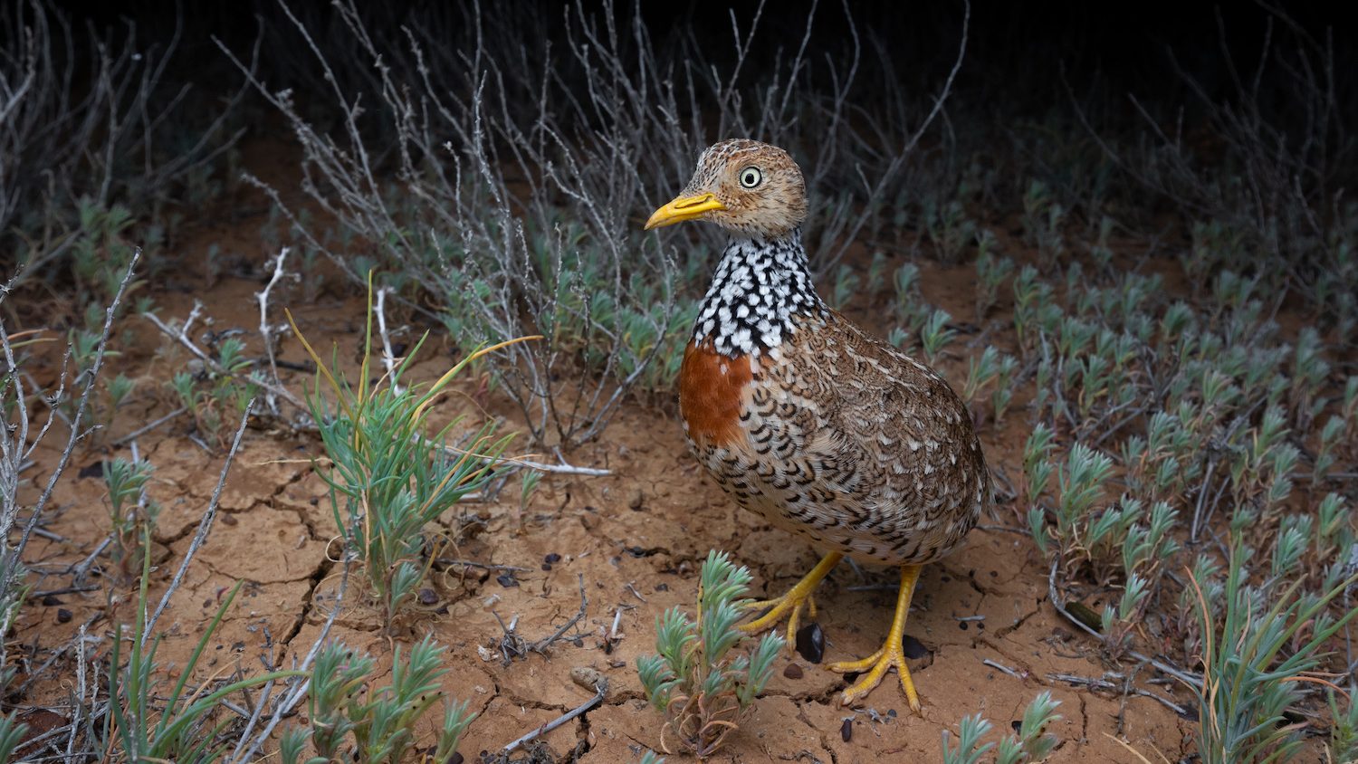 A small bird with a red breast and black-and-white collar crouching amid low grasses and forbs.