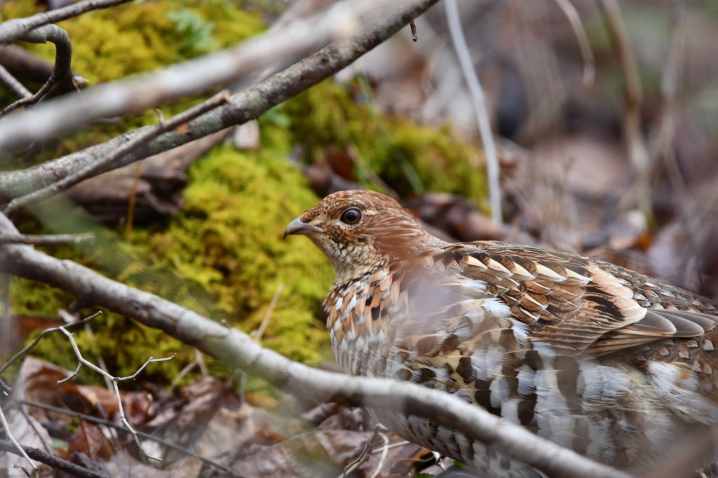 A small grouse crouching low near a mossy boulder.