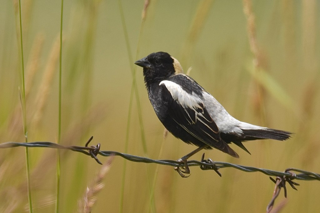 A black and white bird perched on a string of barbed wire.