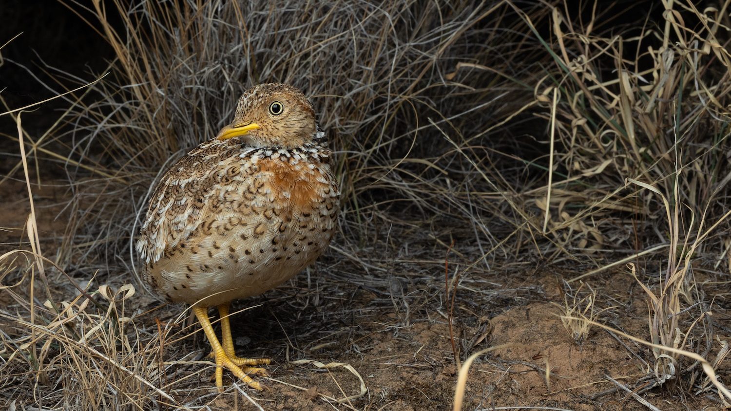 A plains-wanderer stands infront of a bush, peering at the camera.