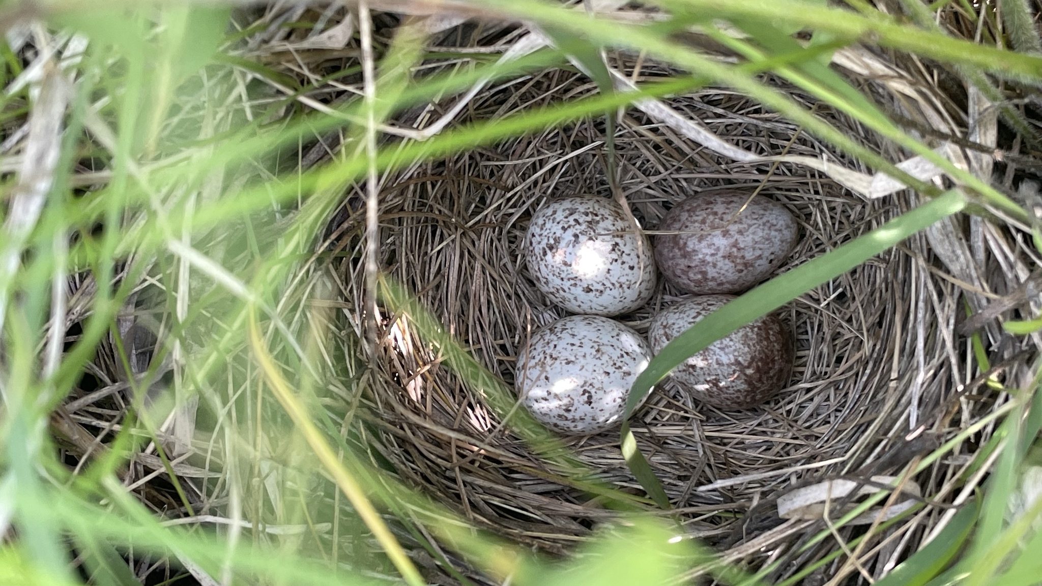 A close up of four eggs in a grassy nest.