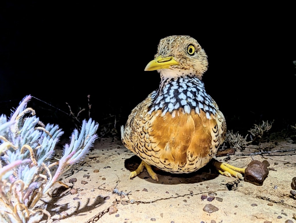 A small quail-like bird crouching on the ground in the dark.