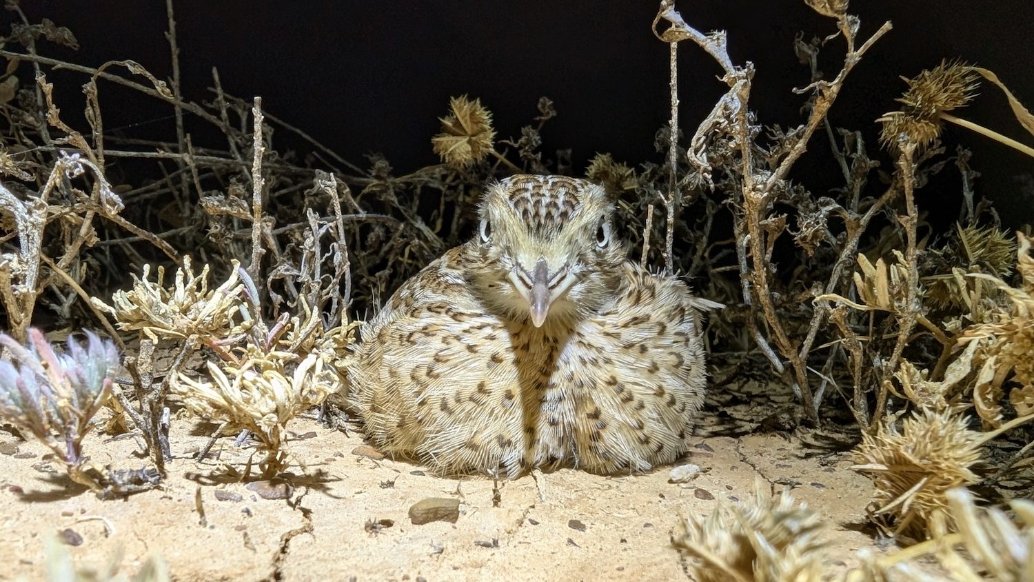 A small brown bird with a speckled breast peering at the camera in the dark.