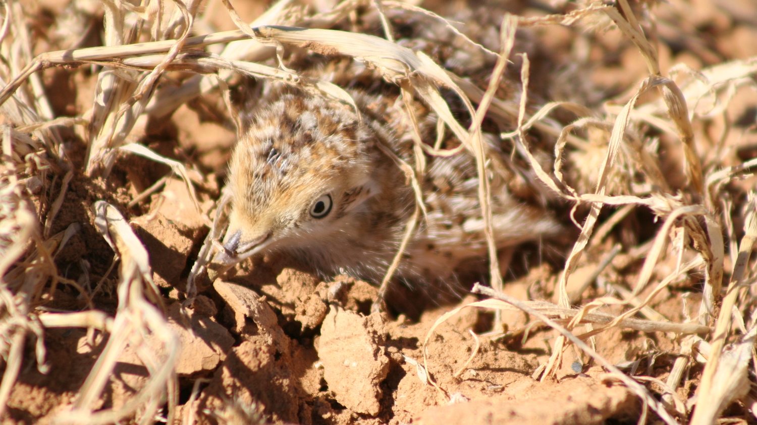 A small brown chick hiding beneath some grass stalks.