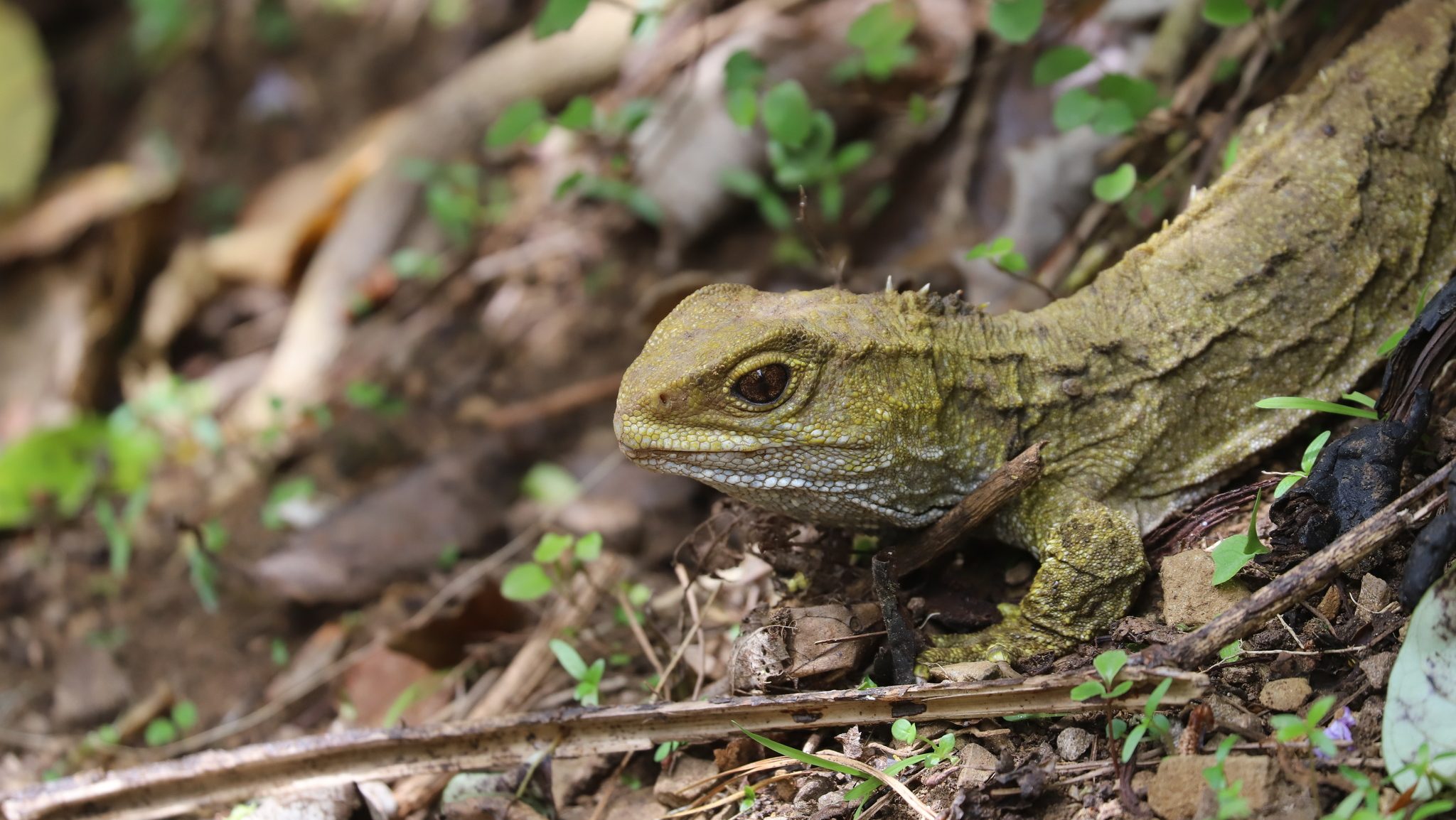A close up of a tuatara's face.