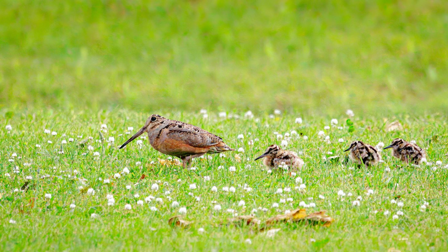 A woodcock crossing a grassy lawn, followed by three small fluffy chicks.