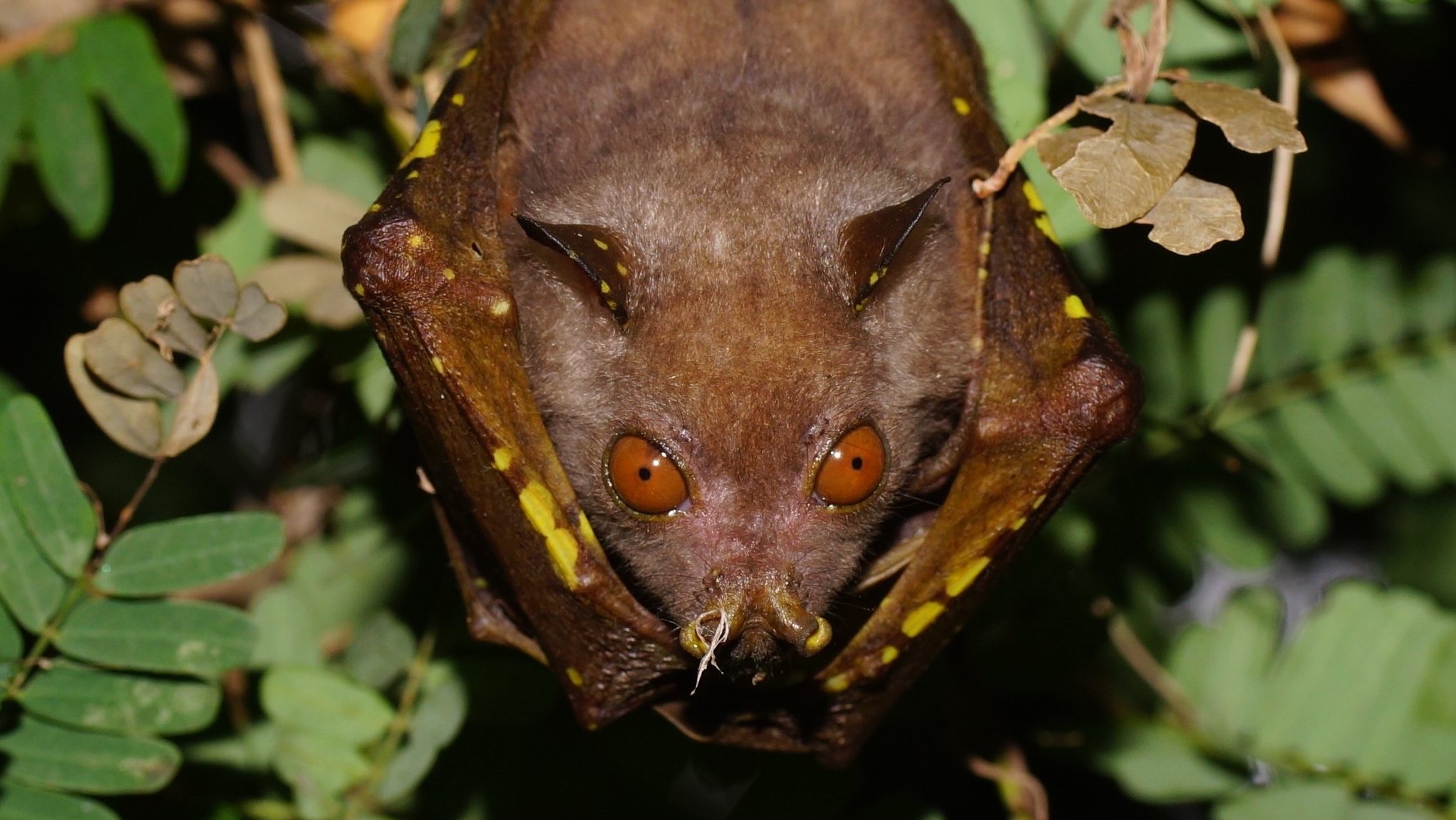 A brown bat with yellow spots hanging upsidedown.