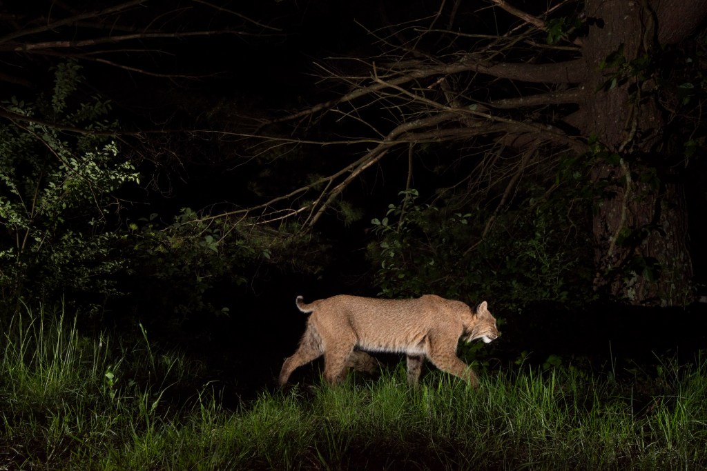 A bobcat illuminated against a dark night background.