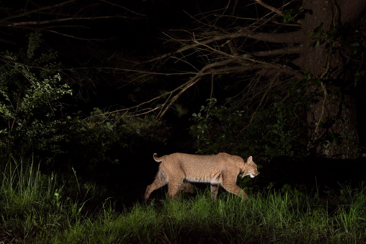 A bobcat illuminated against a dark night background.