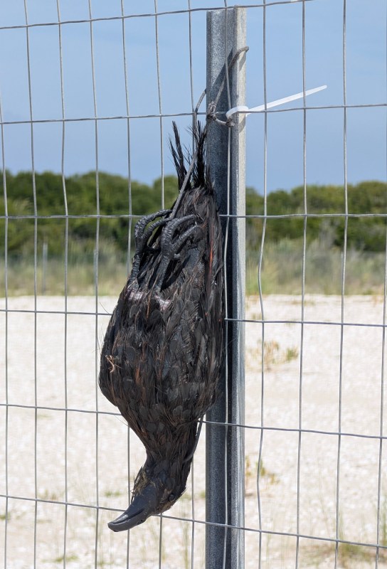 A fake dead crow hanging upside down from a fence on the beach.