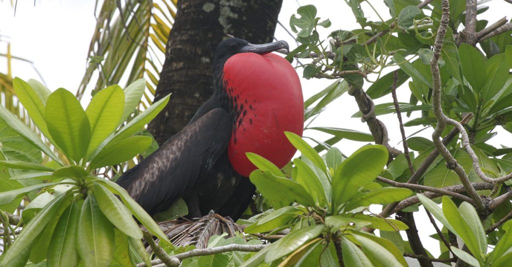 large bird nesting on atoll