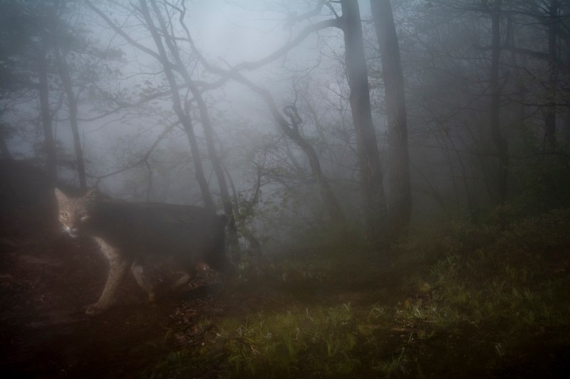 A camera trap image of a bobcat walking past the camera in the fog. 