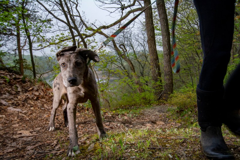 A camera trap image of a dog and a human's leg against a forest backdrop.