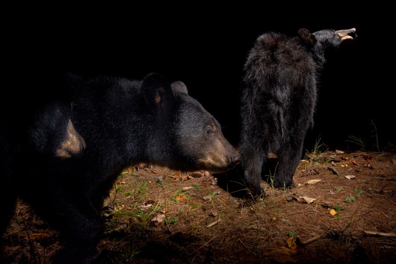 A camera trap image of two black bears. 