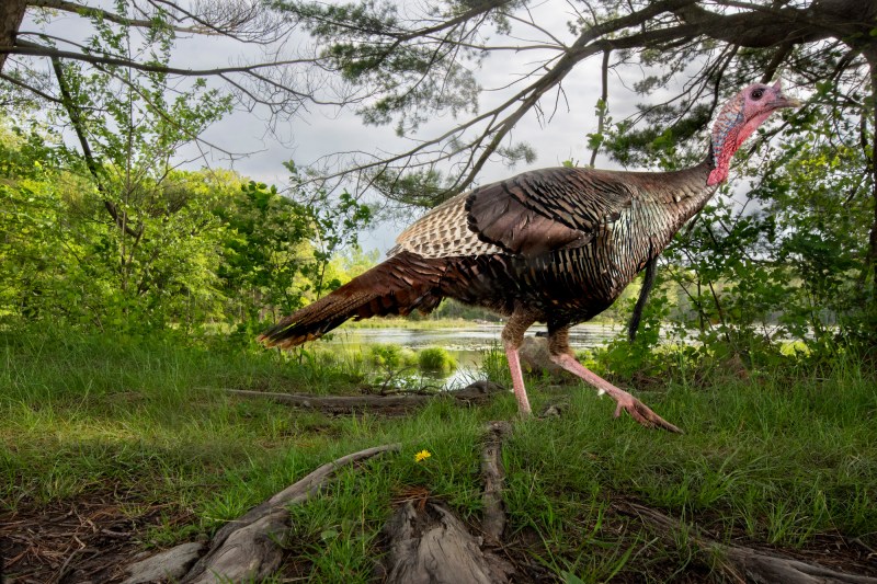 A camera trap image of a wild turkey against a green wooded backdrop.