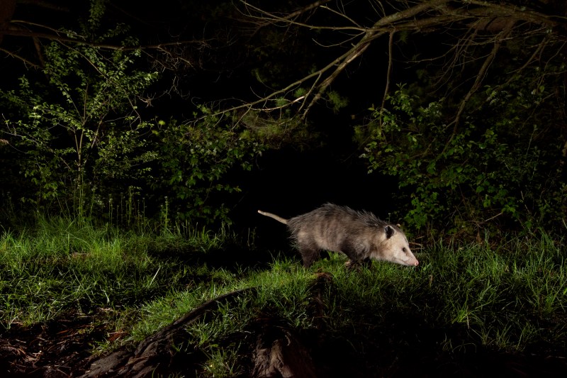 A spotlit Virgina opossum against a night background. 