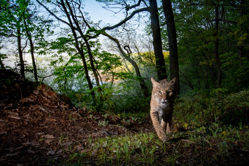 A camera trap image of a bobcat walking towards the camera in the woods. 