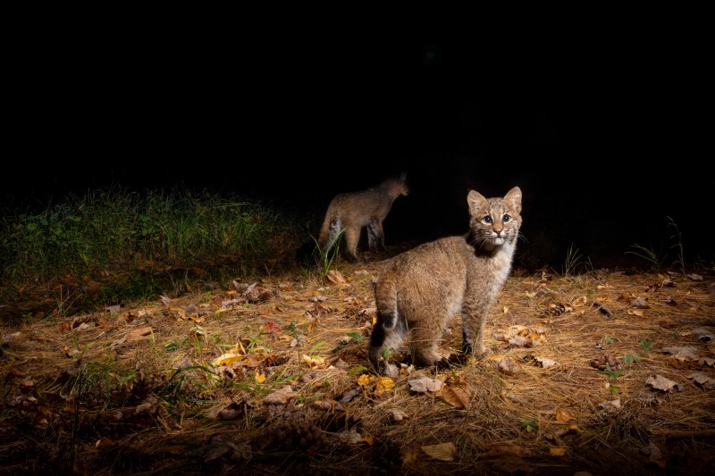 Two bobcats, one in a spotlight, against a dark night background. 